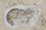 Cretaceous Predatory Fish (Eurypholis) & Two Shrimp - Lebanon #112651-2